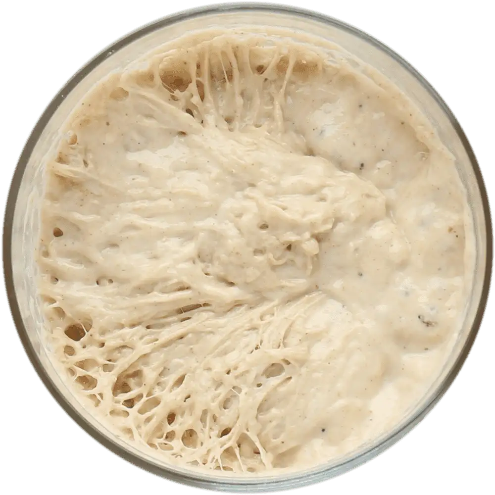 Dough starter in a bowl
